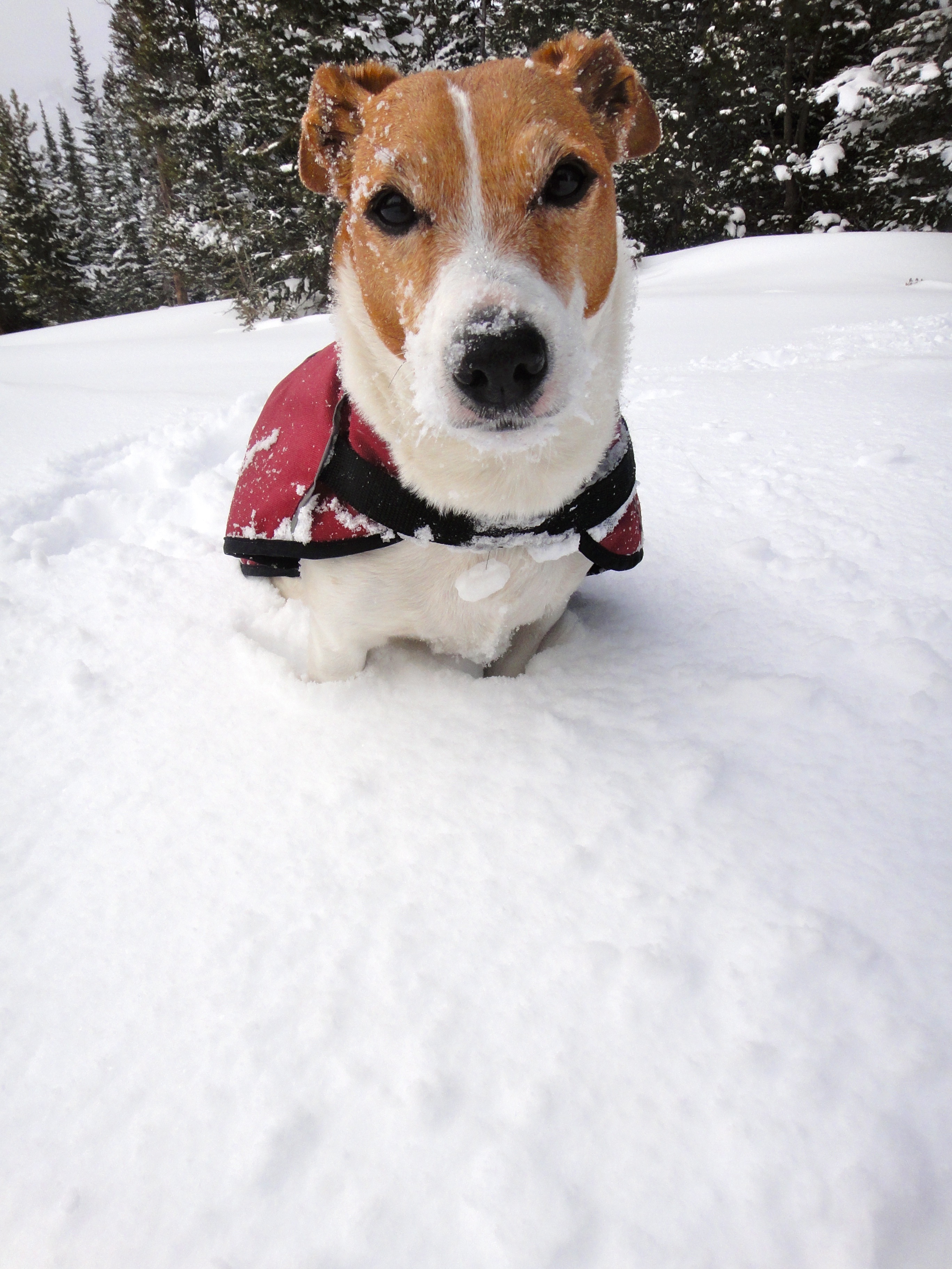 Rusty the jack <3